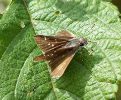 Lerodea eufala eufala