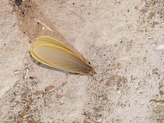 Tenuirostritermes