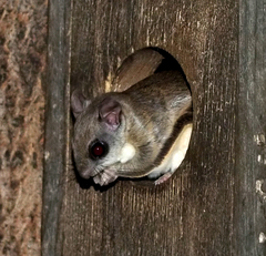 Glaucomys