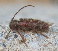 Eupogonius tomentosus