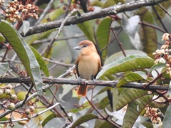 Pachyramphus rufus