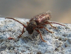 Eupogonius tomentosus