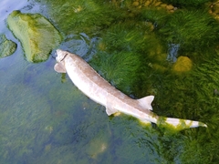 Acipenser fulvescens