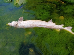 Acipenser fulvescens