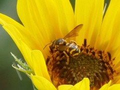 Dianthidium