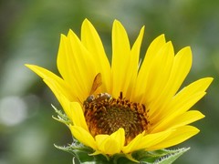 Dianthidium
