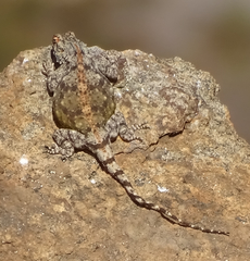 Agama anchietae