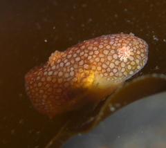 Liparis mucosus