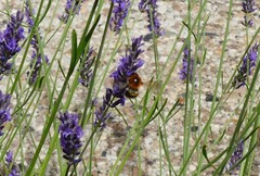 Bombus hypnorum