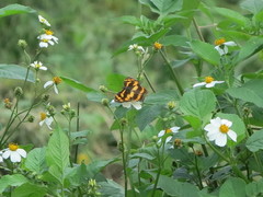 Nymphalidae