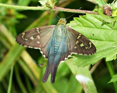 Urbanus proteus proteus