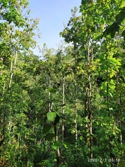 Shorea robusta