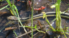 Thamnophis saurita septentrionalis