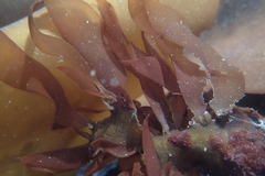 Prionitis lanceolata