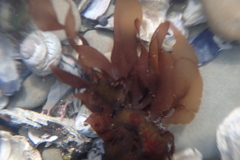 Prionitis lanceolata