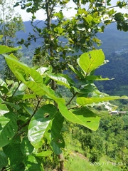 Shorea robusta