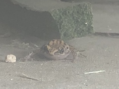 Eleutherodactylus campi