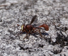 Physocephala burgessi