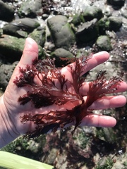 Callophyllis flabellulata