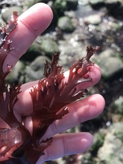 Callophyllis flabellulata