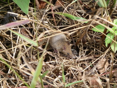Grof 3 E Fernandina-Galapagosratte photo 2