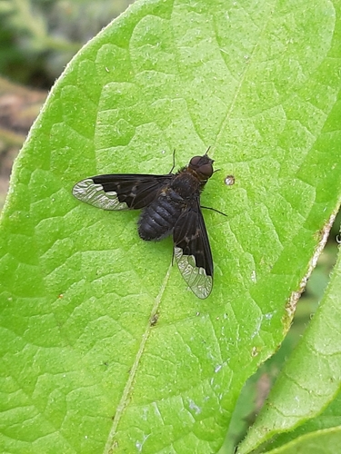 Black Banded Bee Fly, 2243 GN Wassenaar, Nederland, photo 8 of 10