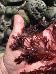 Callophyllis flabellulata