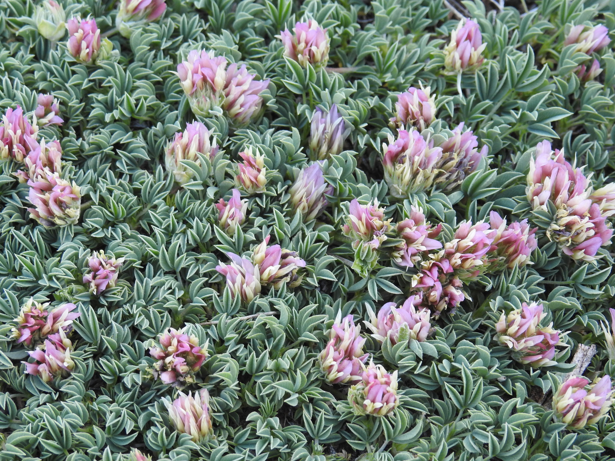 Trifolium andinum