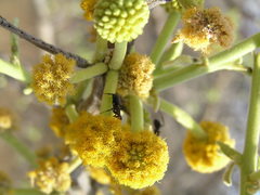 Vachellia campechiana