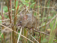 Grof 3 E Fernandina-Galapagosratte photo 1