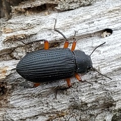 Haplandrus fulvipes