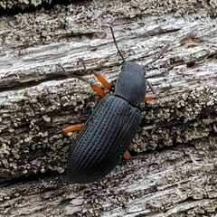 Haplandrus fulvipes