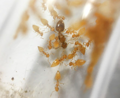Crematogaster schimmeri