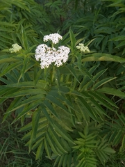 Sambucus ebulus