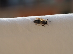 Apis mellifera