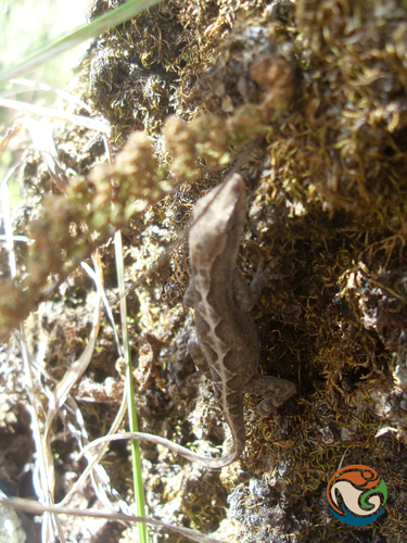 Gray Anole