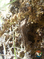 Anolis quercorum