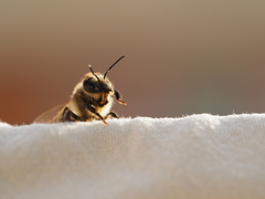 Apis mellifera