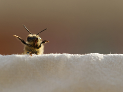 Apis mellifera