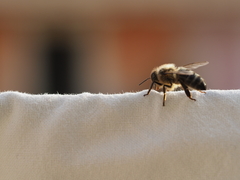 Apis mellifera