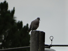 Streptopelia decaocto