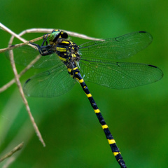 Cordulegaster erronea