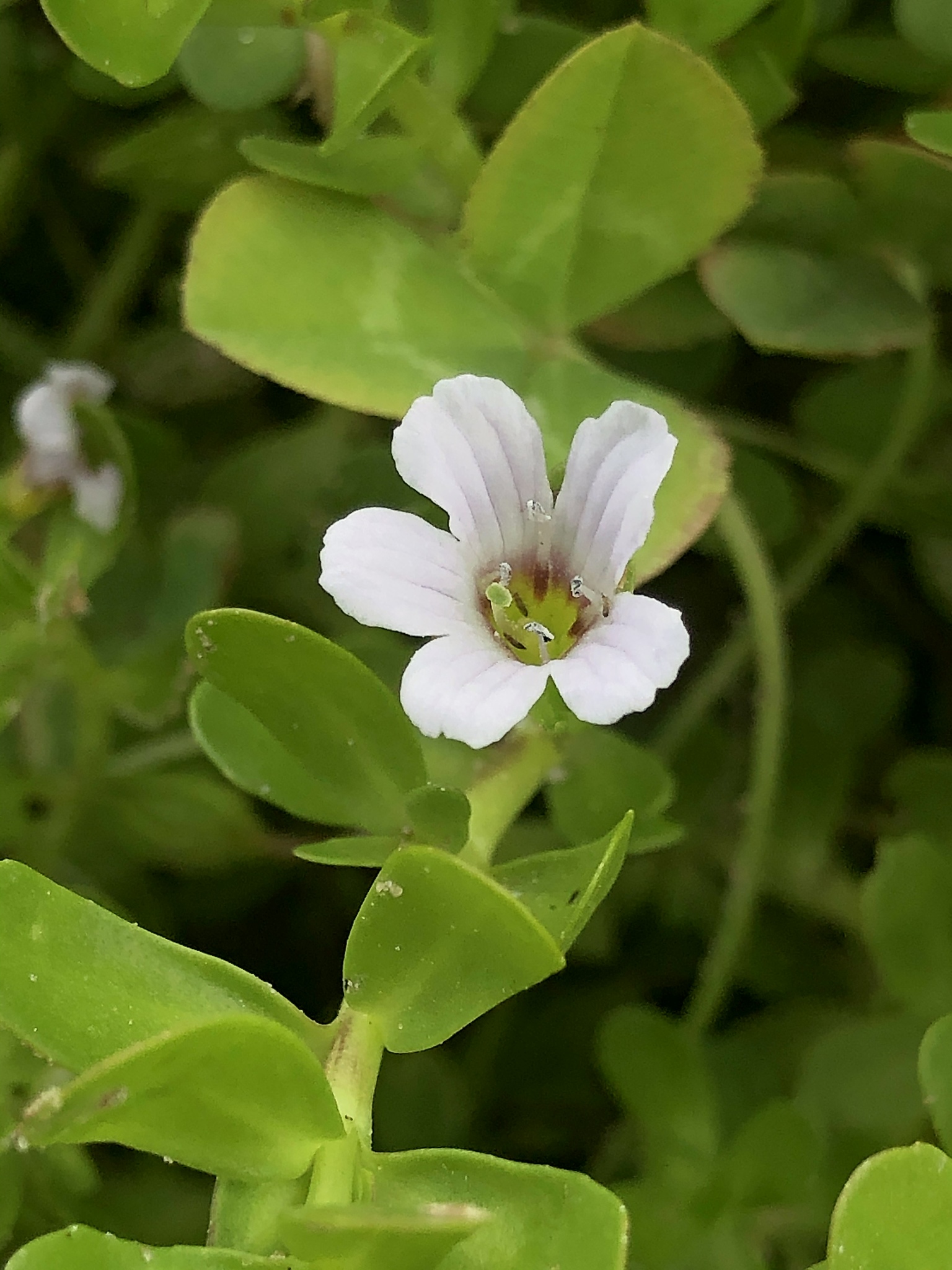 Bacopa monnieri