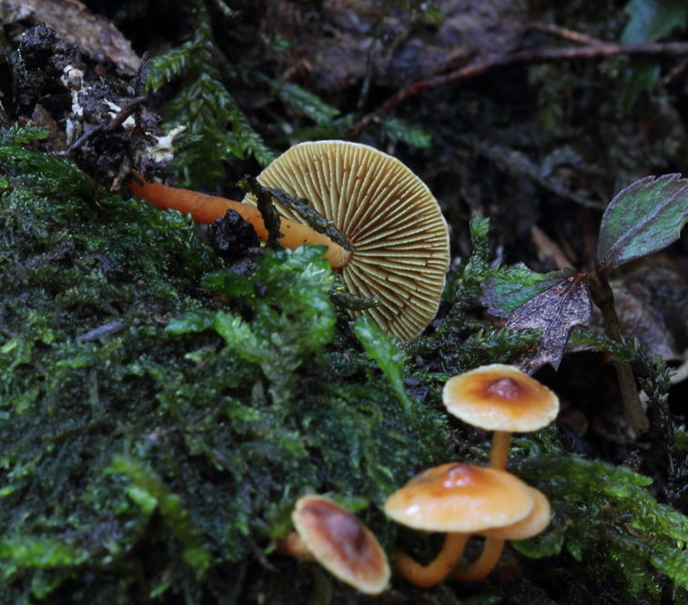 Hypholoma acutum image