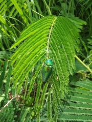 Sternocera aequisignata