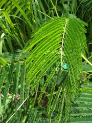 Sternocera aequisignata