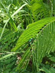 Sternocera aequisignata