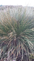 Trichophorum cespitosum germanicum