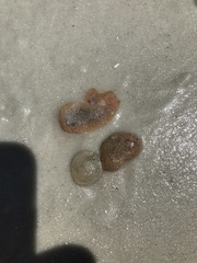 Aplidium stellatum