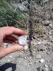 Helix albescens
